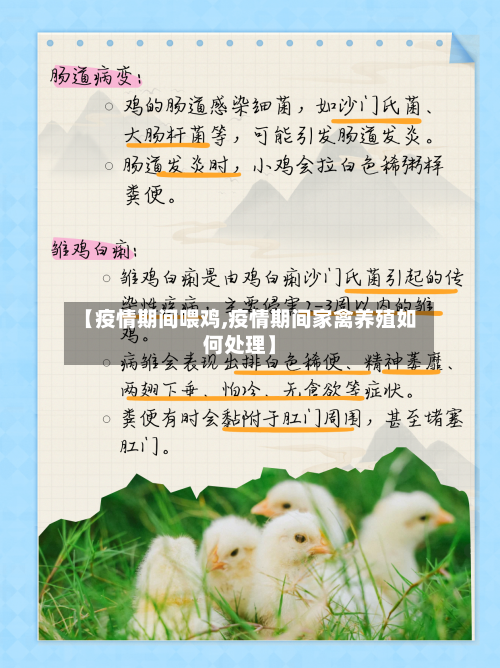 【疫情期间喂鸡,疫情期间家禽养殖如何处理】