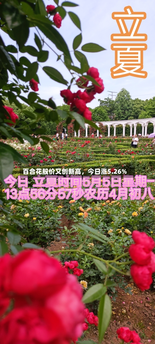 百合花股价又创新高，今日涨5.26%