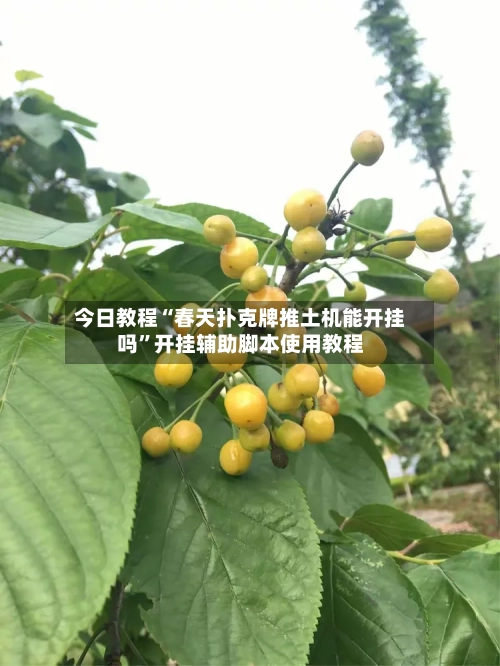 今日教程“春天扑克牌推土机能开挂吗”开挂辅助脚本使用教程