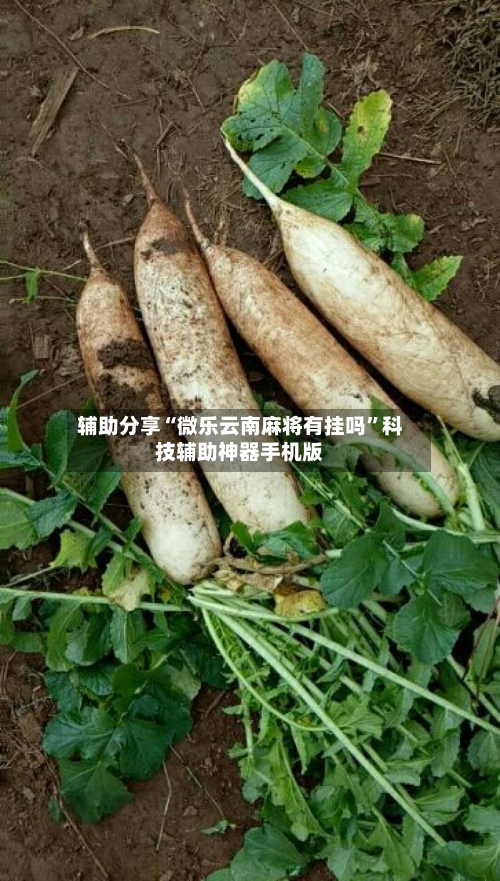 辅助分享“微乐云南麻将有挂吗”科技辅助神器手机版
