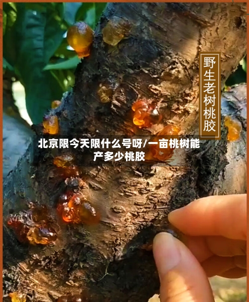 北京限今天限什么号呀/一亩桃树能产多少桃胶